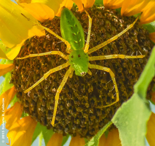 Green Lynx Spider
