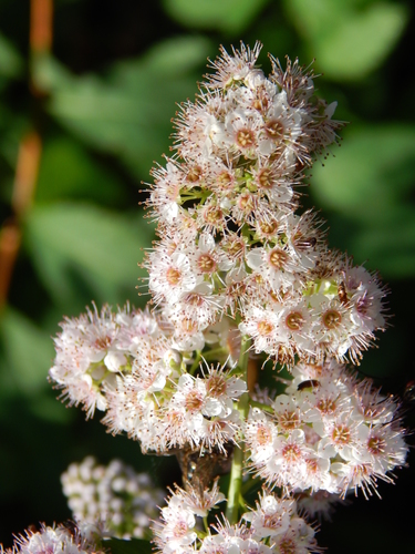 white meadowsweet