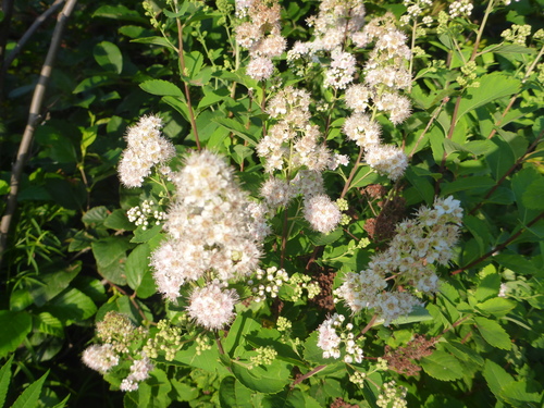 white meadowsweet