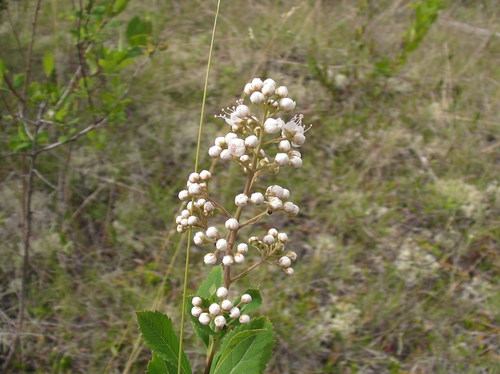 white meadowsweet