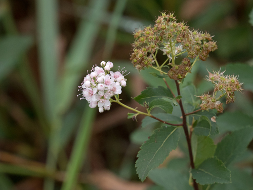 white meadowsweet