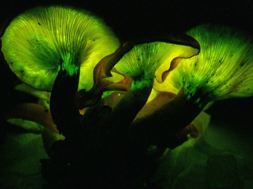 Eastern American jack-o'-lantern