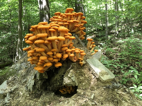 Eastern American jack-o'-lantern