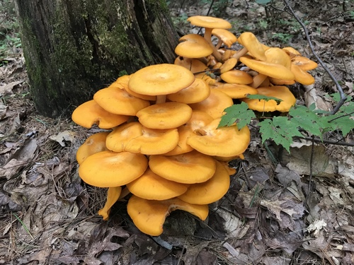 Eastern American jack-o'-lantern
