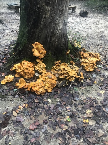 Eastern American jack-o'-lantern