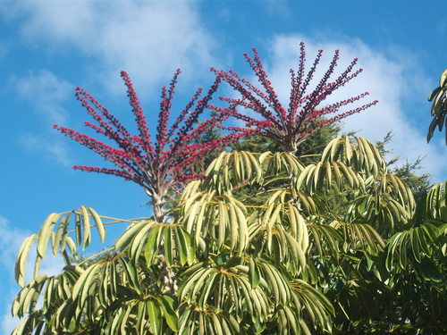 Australian Umbrella Tree