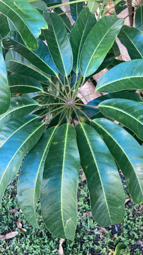 Australian Umbrella Tree