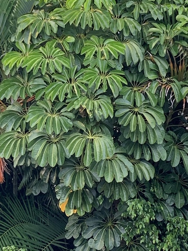Australian Umbrella Tree