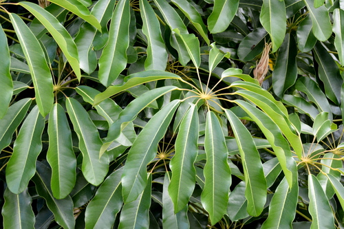Australian Umbrella Tree