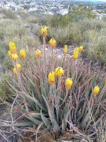 aloe vera