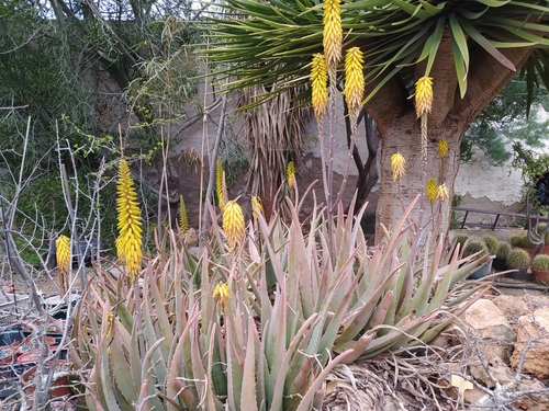 aloe vera