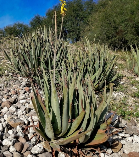 aloe vera