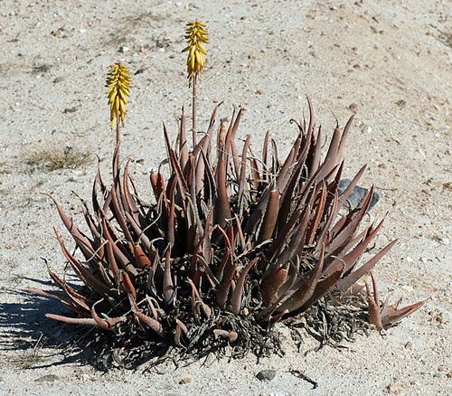 aloe vera