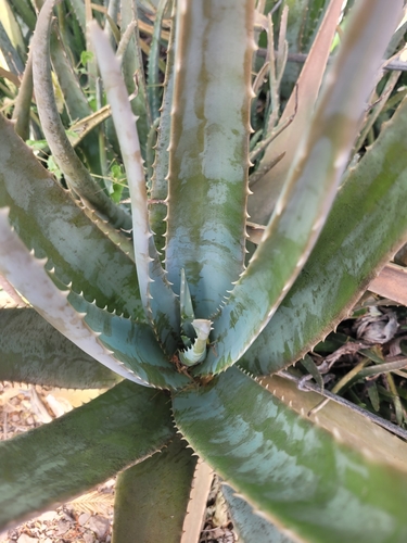 aloe vera