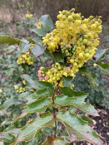 Oregon grape