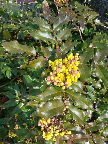 Oregon grape