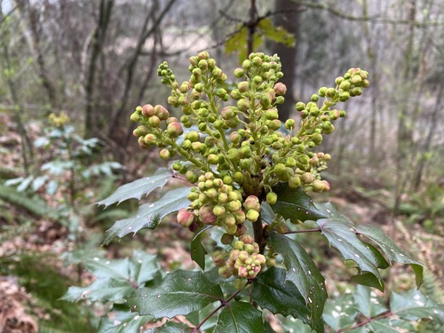 Oregon grape