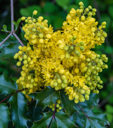 Oregon grape