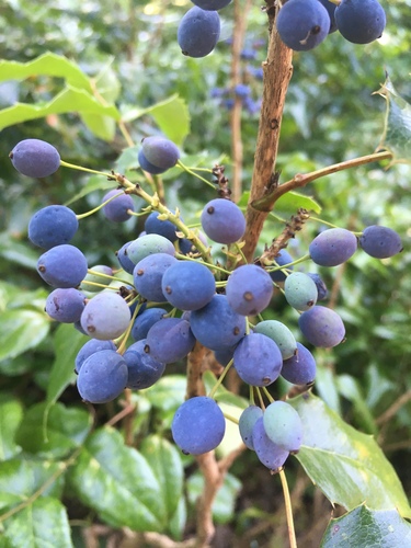 Oregon grape