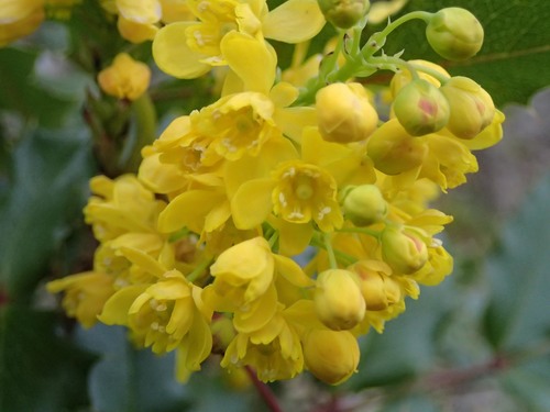 Oregon grape