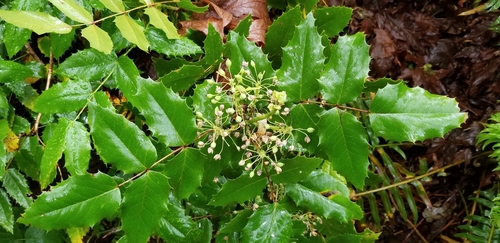 Oregon grape