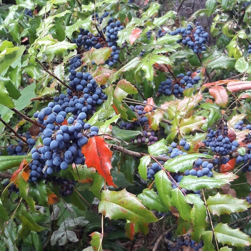 Oregon grape