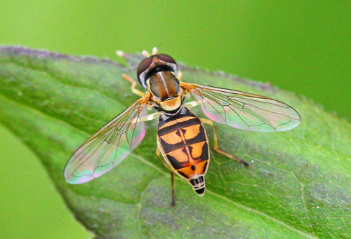 Margined Calligrapher