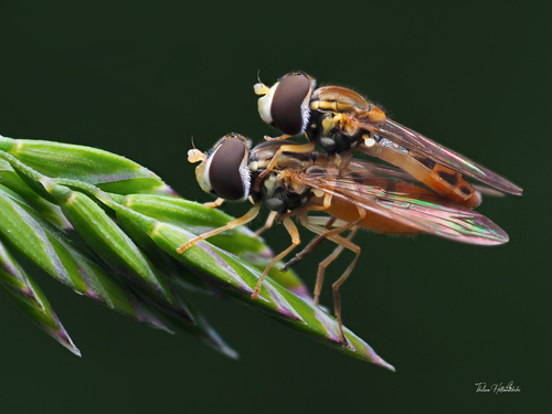 Margined Calligrapher