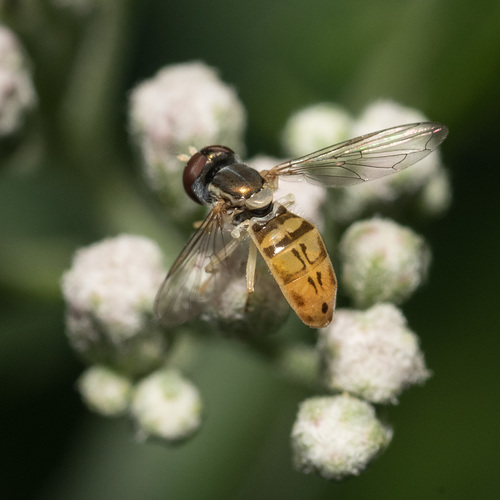 Margined Calligrapher
