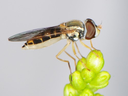 Margined Calligrapher