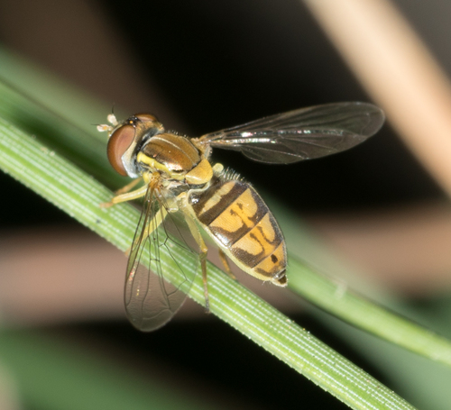 Margined Calligrapher