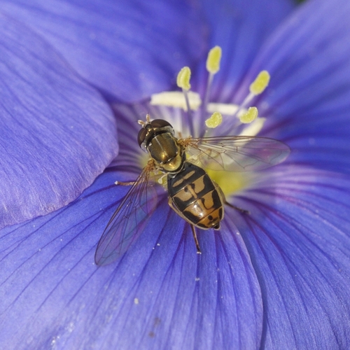 Margined Calligrapher