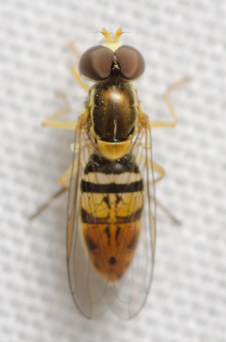 Margined Calligrapher