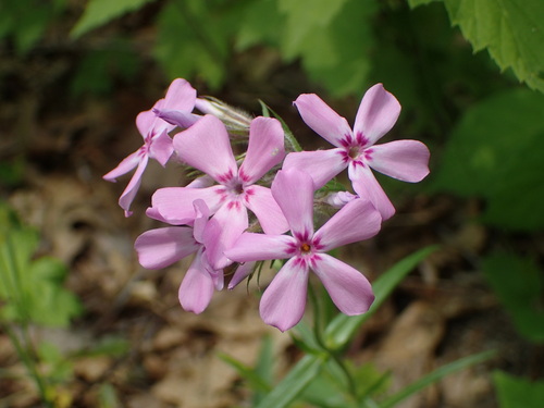prairie phlox