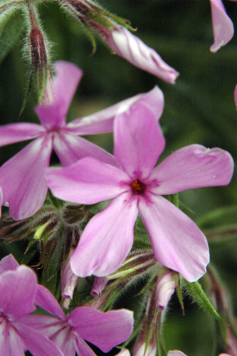 prairie phlox