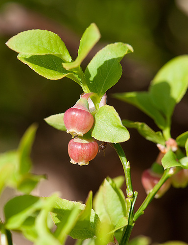 common bilberry