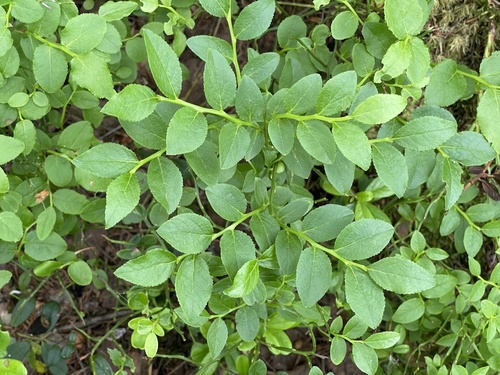 common bilberry