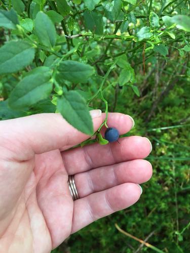 common bilberry