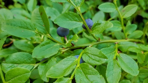 common bilberry