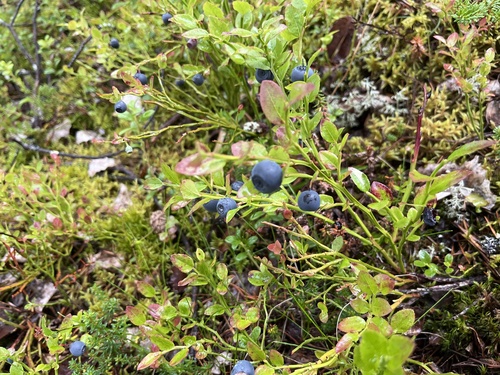 common bilberry