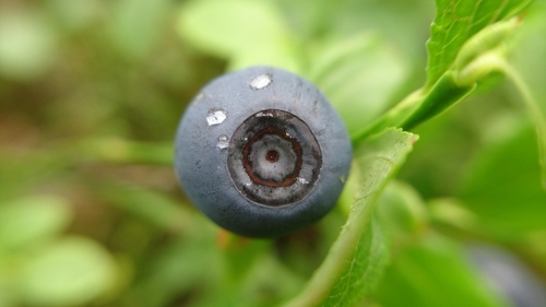 common bilberry