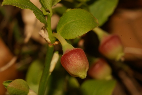 common bilberry