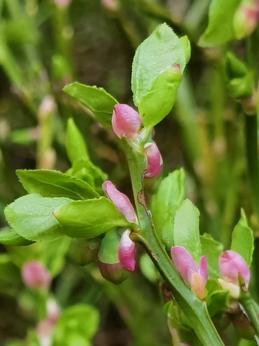 common bilberry