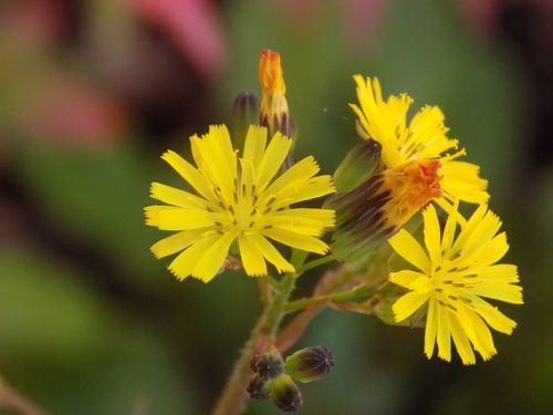 Oriental false hawksbeard