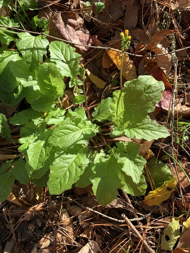 Oriental false hawksbeard