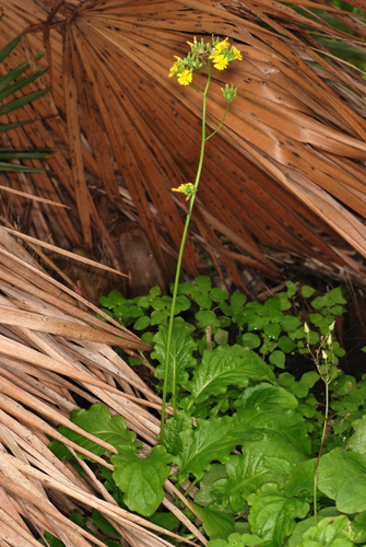 Oriental false hawksbeard