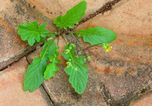 Oriental false hawksbeard