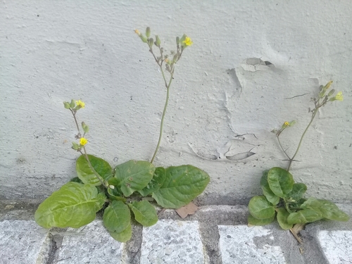 Oriental false hawksbeard
