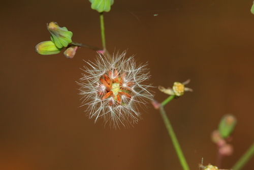 Oriental false hawksbeard