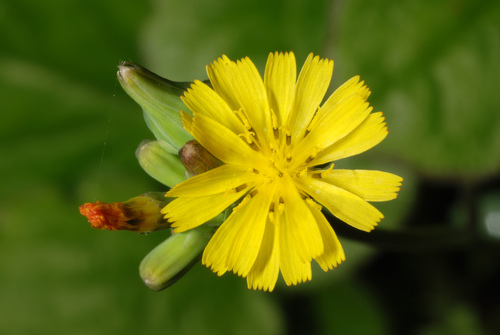 Oriental false hawksbeard